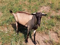 Koza, Alpine goat — fotografija 3