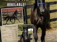 Caballo, Rocky Mountain Horse — foto 1