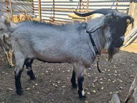 بز نر, Saanen goat — عکس 1