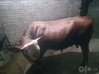 گاو نر, Simmental cattle — عکس 2