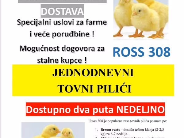 Ross 308 — Serbia