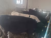 Banteng, Cattle — foto 4