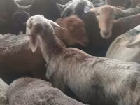 Kambing jantan, Sheep — foto 3