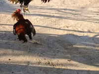 Chickens — รูปภาพ 6