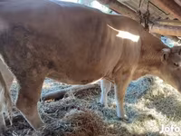 Ko, Simmental cattle — foto 2
