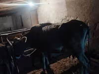 بقرة, Swiss cattle — الصورة 4
