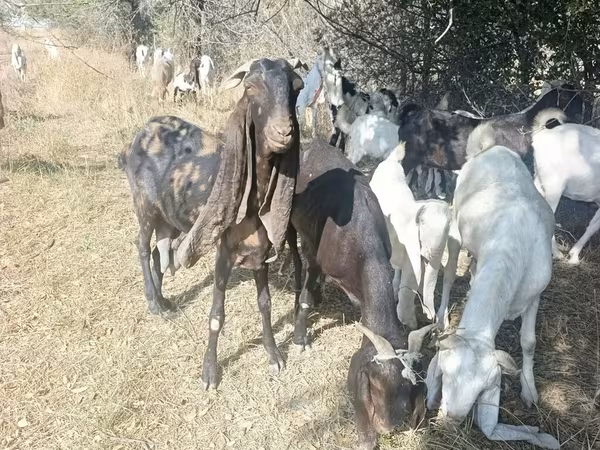 Jarac, Nubian Goat