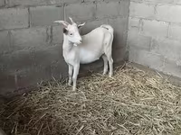 암염소, Nubian Goat — 사진 4