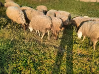 گوسفند (گروه، جنسیت مشخص نشده), گوسفند — عکس 1