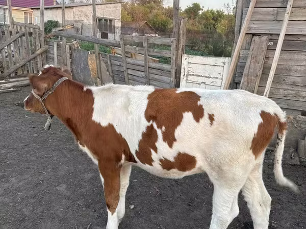 گاو نر, Simmental cattle