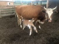 Vacă, Bovine — foto 5