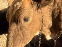 Lembu betina, Latvian Blue cattle — foto 5