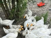 Pekin german — foto 1