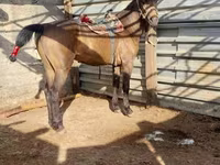 Cal, Kazakh horse — foto 4
