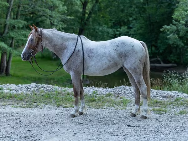 Кобила, Quarter Horse — Съединени щати