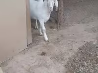 بز ماده, بز — عکس 7