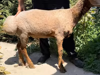 Ovce, Jaidara sheep — foto 3