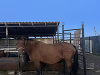 Kobyła, Kazakh horse — zdjęcie 1