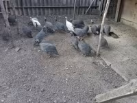 Pearl Grey — foto 1