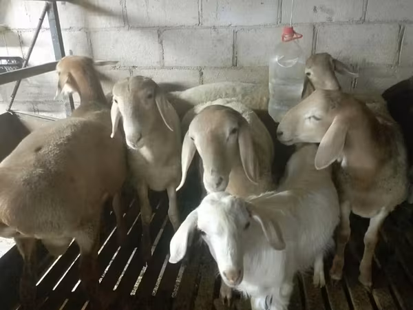 แกะตัวผู้, Arashan sheep