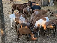 Kambing jantan, Cameroon sheep — foto 5
