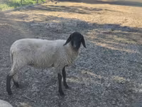 Får, Tsigai sheep — foto 4