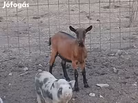 Ged, Alpine goat — foto 2