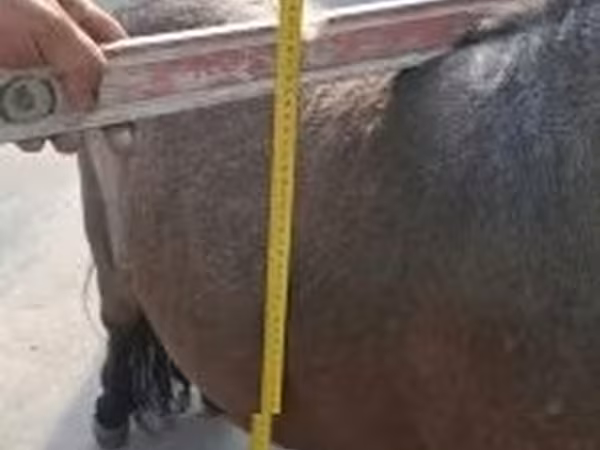 Адуу, Shetland Pony