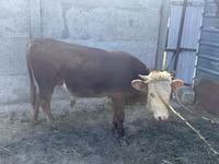 Dibi, Kazakh White-headed cow — sawirka 5