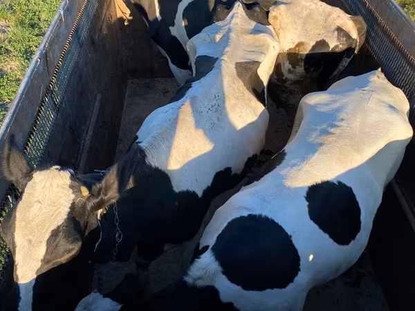 Toro, Russian Black pied cattle