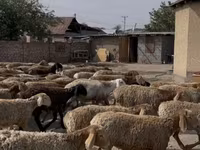 Montone, Rhon sheep — foto 4