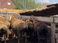 Beran, Arashan sheep — foto 6