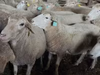 Oaie, Dorper sheep — foto 7