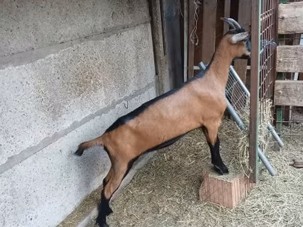 Capră, Alpine goat