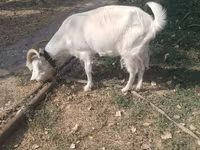 بز ماده, Alpine goat — عکس 1