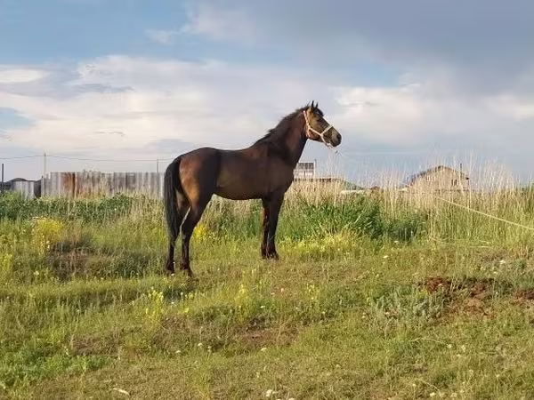 Kůň, Kazakh horse