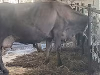 암소, Swiss cattle — 사진 7