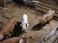 Schweine (Partie, Geschlecht nicht angegeben), Schweine — Foto 6