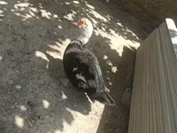 Ducks — फ़ोटो 2