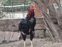Chickens — عکس 8