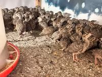Kral Bıldırcını — foto 1