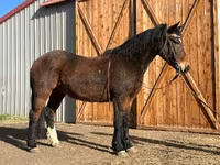 Horse (M), Mustang — photo 1