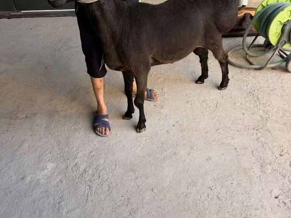 公羊, Sheep
