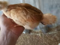Chickens — 사진 2