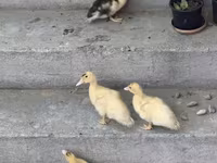 Muscovy domestica — foto 4