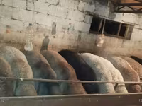 میش, Rhon sheep — عکس 5