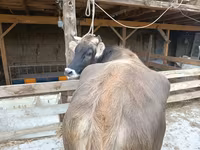 Krava, Swiss cattle — fotografija 4