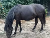 ม้าตัวเมีย, Hucul pony — รูปภาพ 6