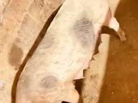 แม่สุกร, หมู — รูปภาพ 2