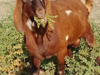 بز نر, Beetal goats — عکس 8
